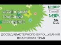 Досвід кластерного вирощування лікарняних трав - Губаньов Олександр Георгійович