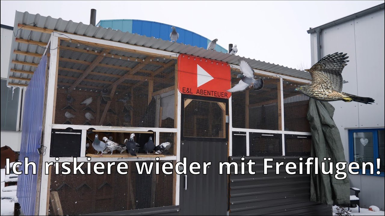 Ich kann’s einfach nicht lassen… die Tauben bekommen wieder Freiflug 🕊️