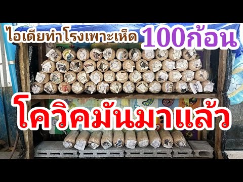 💢โรงเพาะเห็ดนางฟ้าง่ายๆเพาะได้100ก้อน ไว้กินในช่วงโควิค/พ่อบ้านยุคใหม่/💢