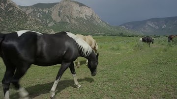 سورة العاديات للقارئ الشيخ اسلام صبحي