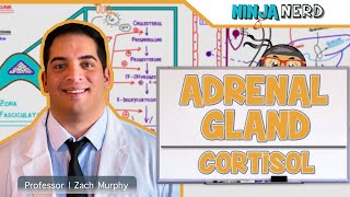 Endocrinology | Adrenal Gland: Cortisol