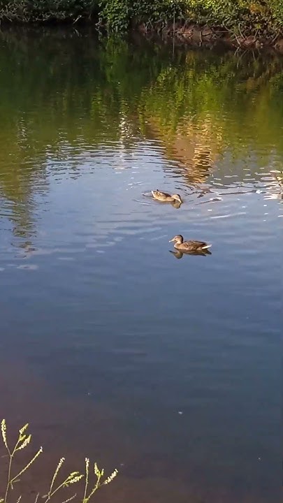 #chill#beauty#dacha#утки #дача#пруд#природа_россии # - YouTube