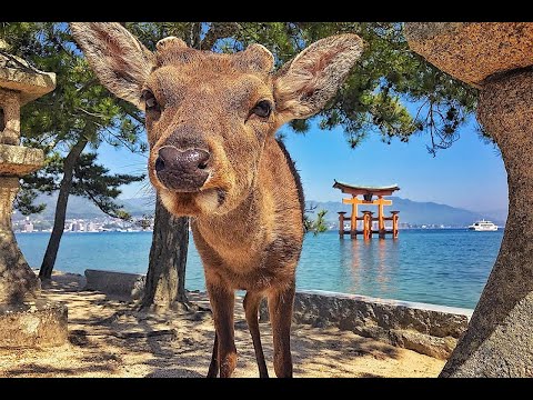 My Trip to Miyajima Island Hatsukaichi Hiroshima Japan 🇯🇵 15 Sep 2023 Day 13