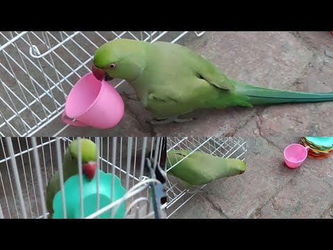 बच्चें के खिलौने ले कर भागा Alex | Funny parrot🦜| Alex The Parrot