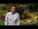 Peter van der Velden "Jij bent het allermooiste meisje"