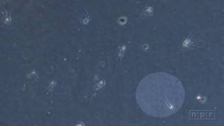 Npr Science Sperm Of A Feather Flock Together