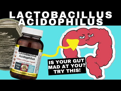 Lactobacillus | Lactobacillus Acidophilus | Benefits Of This Probiotic Explained