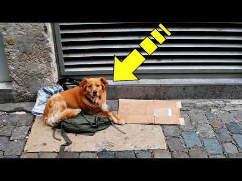 Video: Kan en hund dø af spytslimhinde?