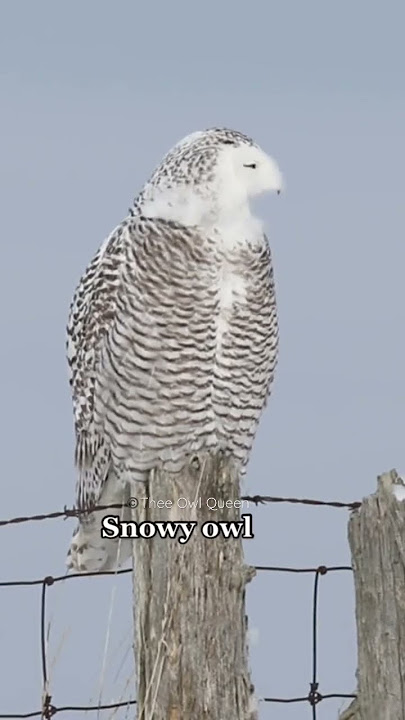 5 owls & their sounds #owlsounds #owls