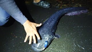 【衝撃映像】伝説級の魚。足元の激流で信じられない巨大魚が釣れた！！！