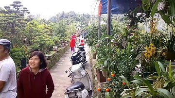 Vui lòng khách đi xem quất thế, quất bon sai, quất cần thăng độc nhất Tết 2019 kỷ hợi