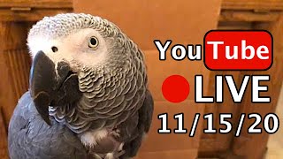 Einstein Parrot LIVE! 11/15/20 Running off at the beak!