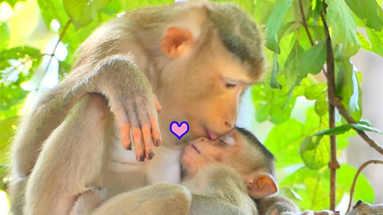 Lucky baby SADA by her mom SABE breastfeeding and grooming so warmly