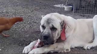 WORLD strongest Bite force KaNGaL by Planet Of The Dogs 24,954 views 5 years ago 4 minutes, 10 seconds