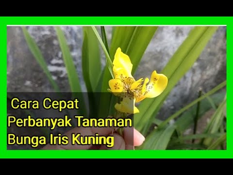 Video: Iris Kuning