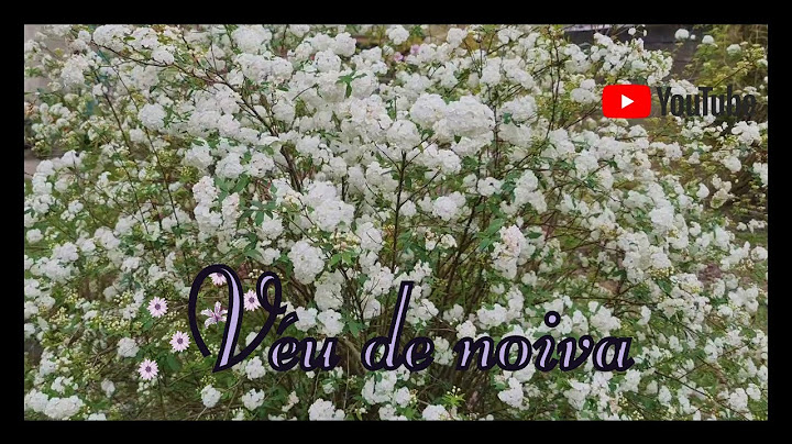 Como Plantar véu de noiva ou buquê de noiva (Spirea cantoniensis)