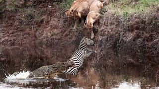 Double Trouble! Zebra In Between Lions & Crocodiles