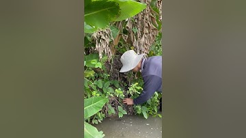 Cùng Nhọn Về Quê Đi Đồng Đặt Chuột Tiếp Nha #shorts #tiktok #phucnhon #phucnhonvlog