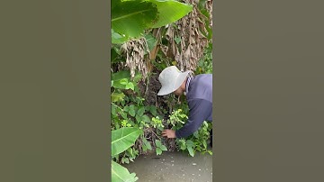 Cùng Nhọn Về Quê Đi Đồng Đặt Chuột Tiếp Nha #shorts #tiktok #phucnhon #phucnhonvlog