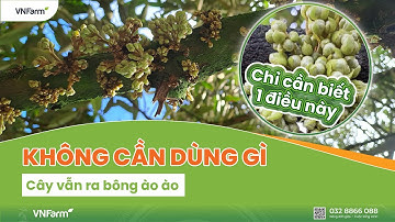 Tiết bông sầu riêng - Biết ngay để cây ra hoa ào ào