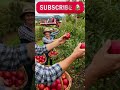 🍏 Inside Apple Farming &amp; Harvesting – Apple Juice Processing in Modern Factory