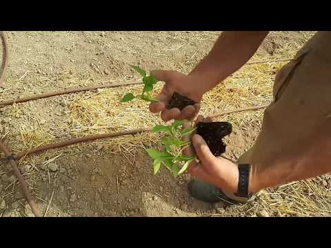 Video: Cuándo plantar pimientos para plántulas en 2021 en los Urales