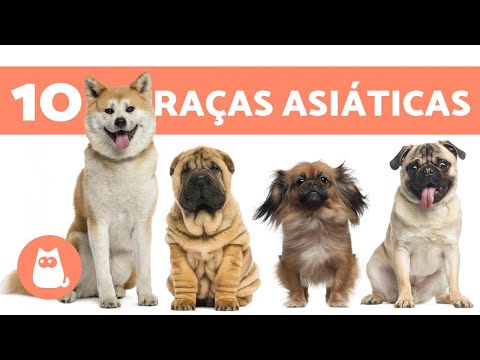 Vídeo: Conheça as raças comemora centenas de cães e gatos