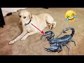 Funniest Cats And Dogs Videos 😍| Try Not To Laugh #57
