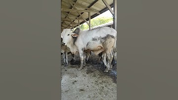 Sapi Moo, Suara Sapi, Sapi Lucu dan Pintar, Sapi Jumbo, Sapi Brahman #lembu #shorts #cow #sapi