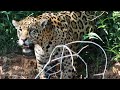 TOP 5 Safari Moments- Brian&#39;s Art for Animals