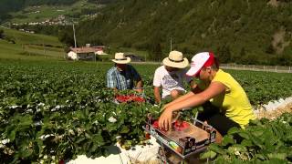 Download Lagu Sicura raccolta (fragole) MP3