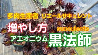 多肉植物 アエオニウム黒法師の増やし方 Youtube