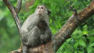 Mama Jade Bring Her Tiny Jada Climb to Sit on Tree When Rain Started on May31,2024/Vs.3395-Ambers