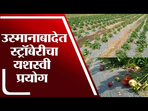 Osmanabad | मराठवाड्याच्या उस्मानाबादमध्ये युवा शेतकऱ्यांचा स्ट्रॉबेरीचा यशस्वी प्रयोग - tv9