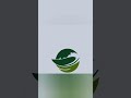 Simple plants logo design adobe illustrator tutorial🌿🍃🌱 #adobeillustrator #logo #plants #shorts #art