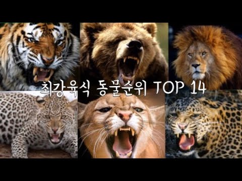 최강육식 동물순위 TOP 14