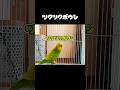 インコ「ツクツクボウシ」←超リアルすぎるwww