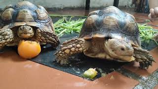 EATING FOOD #turtle #tortoise #funny #eating #viral #viralvideo #cutebaby #cute #music