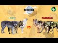 Wolves  size comparison  extant vs extinct  all subspecies