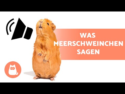 Video: Fressen Meerschweinchen Quietschen?