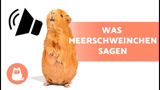 GERÄUSCHE von MEERSCHWEINCHEN und ihre Bedeutung  Was Sie dir sagen wollen