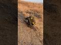 OFF-ROADING ACCIDENT WHILE TRAILING ROC HOBBY MB SCALER WILLYS JEEP RC CAR #rccar #rccrawler #rc