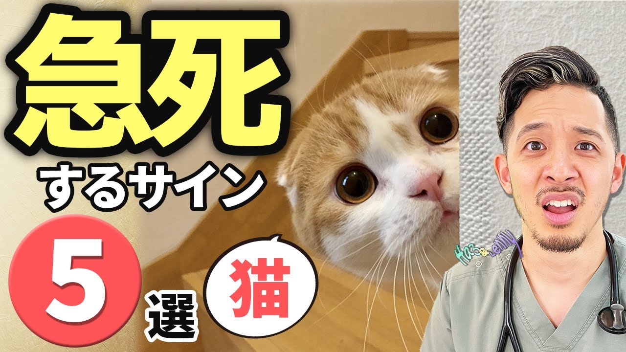 様子見NG！飼い主が知らない『ネコが急死する』危険症状5つを獣医師が解説【保護ねこ】