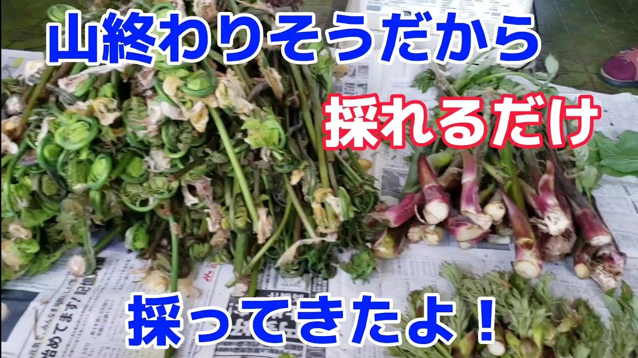 『山菜採り』秋田の山菜はもう終わりそうです…