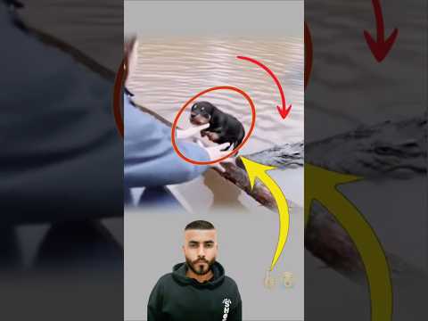 يد الرحمه تسبق أنياب المفترس لتنقذ الجرو    