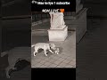 Mom Love #animals #animallovers #shortsfeed #viral #viral #viraltrending #viralreels
