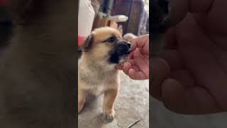 The little milk dog is the cutest. #pets #Pet healing