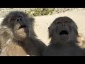 Monkey's  In Mantaqa Aseer | Saudi Arabia | Very Interesting Video