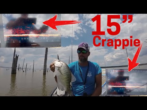 What do Big Crappie look like on Livescope