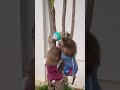 Two baby monkeys climbed a tree to get some milk to drink.